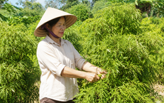 Những Thời Điểm Không Nên Uống Trà Xanh Sau 50 Tuổi