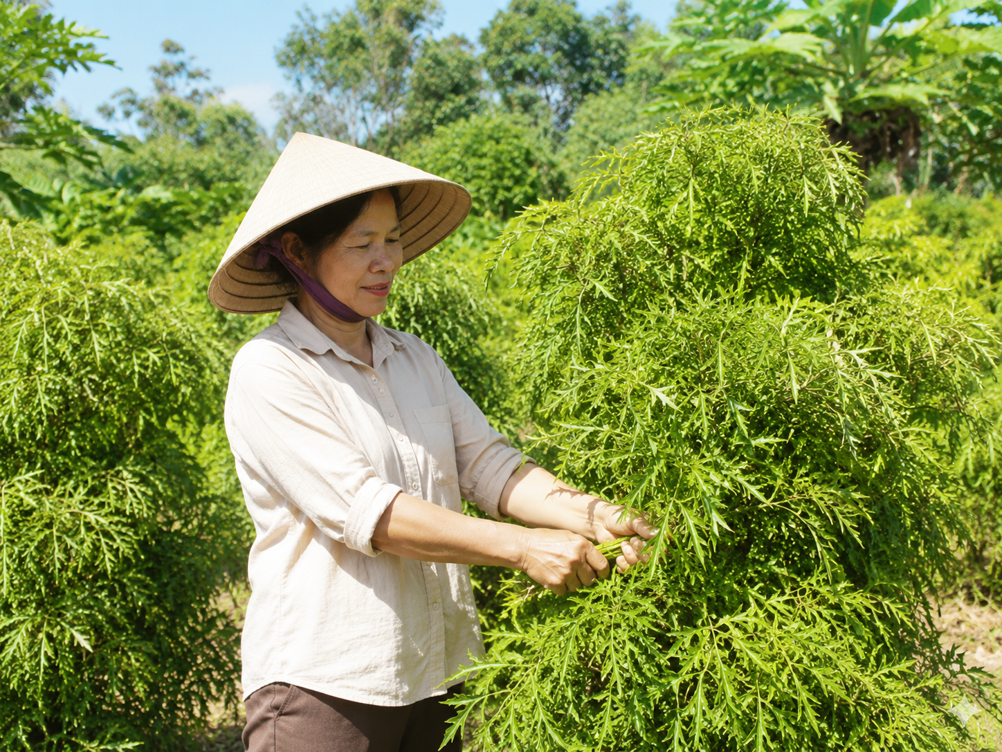 Thời điểm thu hái lá đinh lăng tốt nhất để giữ trọn dược tính - Ảnh 1.