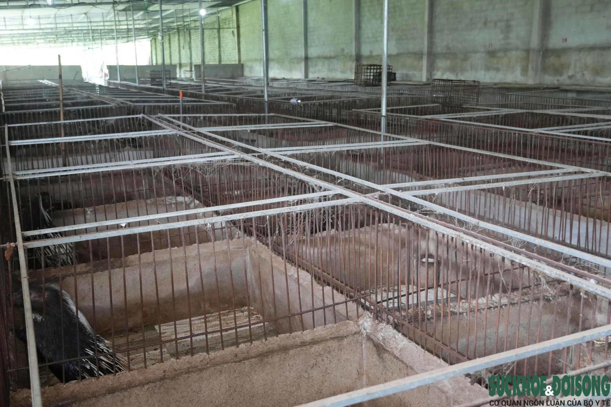 Hệ thống chăn nuôi nhím kiên cố