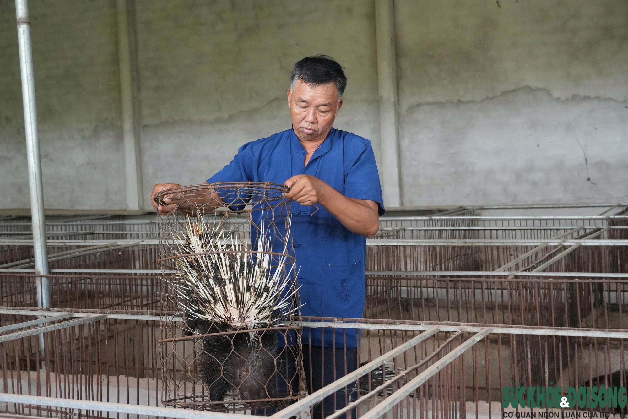 Hành Trình Khởi Nghiệp Nuôi Nhím: Bài Học Từ Ông Nguyễn Tiến Ái