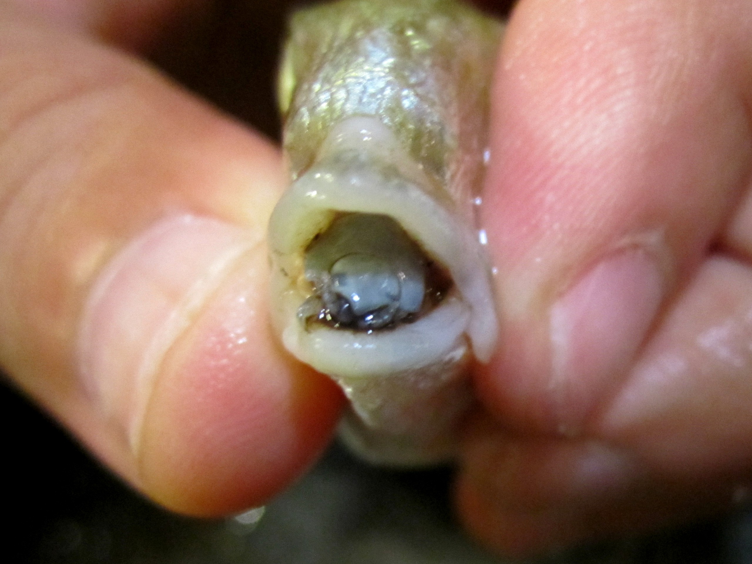 cymothoaexigua-17865481890431198111136 Loài ký sinh trùng duy nhất có thể tự biến thành 'chiếc lưỡi' của vật chủ - Ảnh 1.