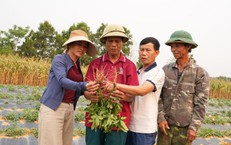 Mở Rộng Cuộc Truy Bắt: Những Thách Thức Đằng Sau Vụ Trộm Chó