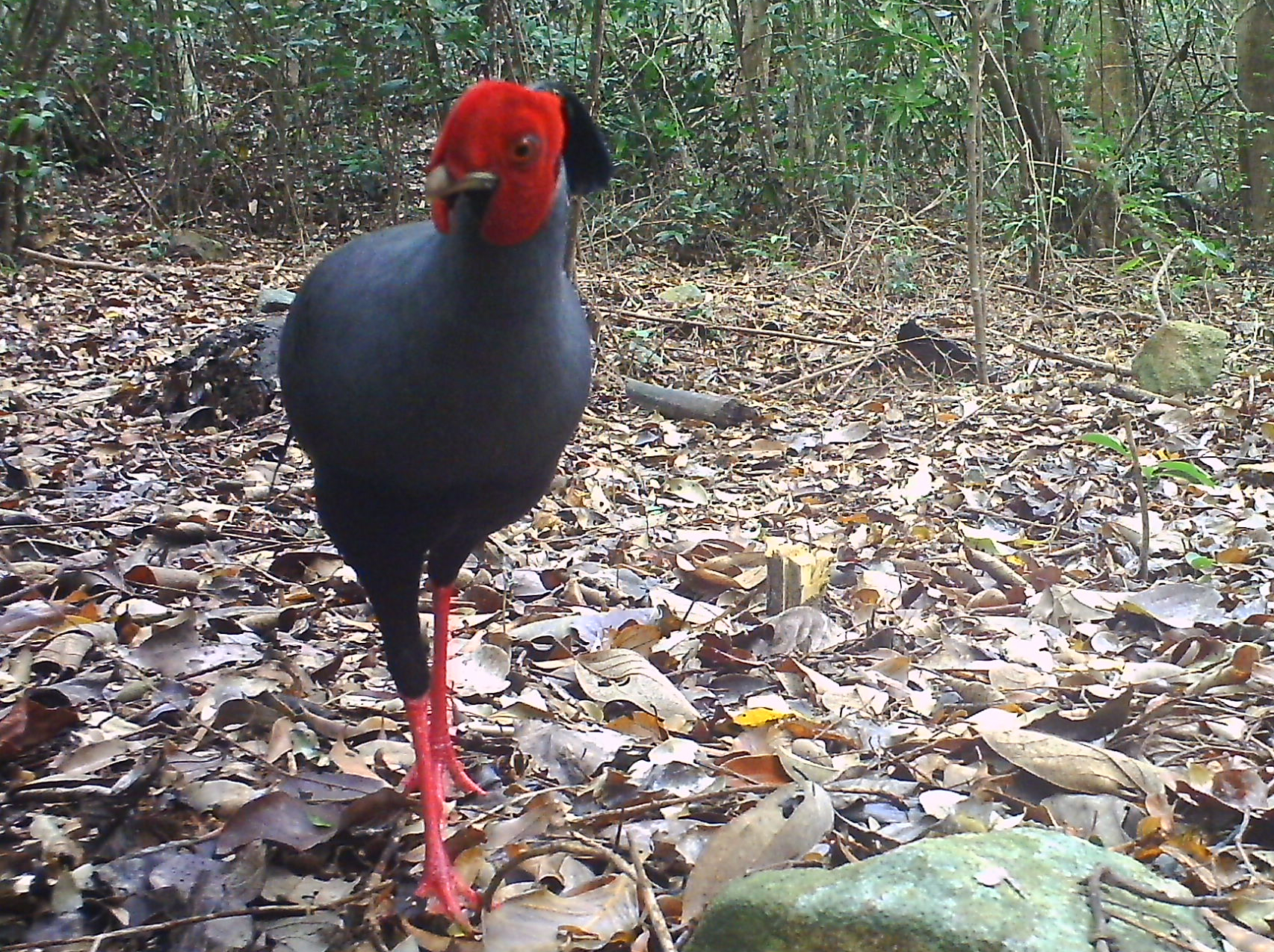 edit-03ga-loi-hong-tia-lophura-diardi-2-1786166318840548583288 Khám Phá Các Loài Động Vật Quý Hiếm Tại Rừng Khánh Hòa- Ảnh 4.