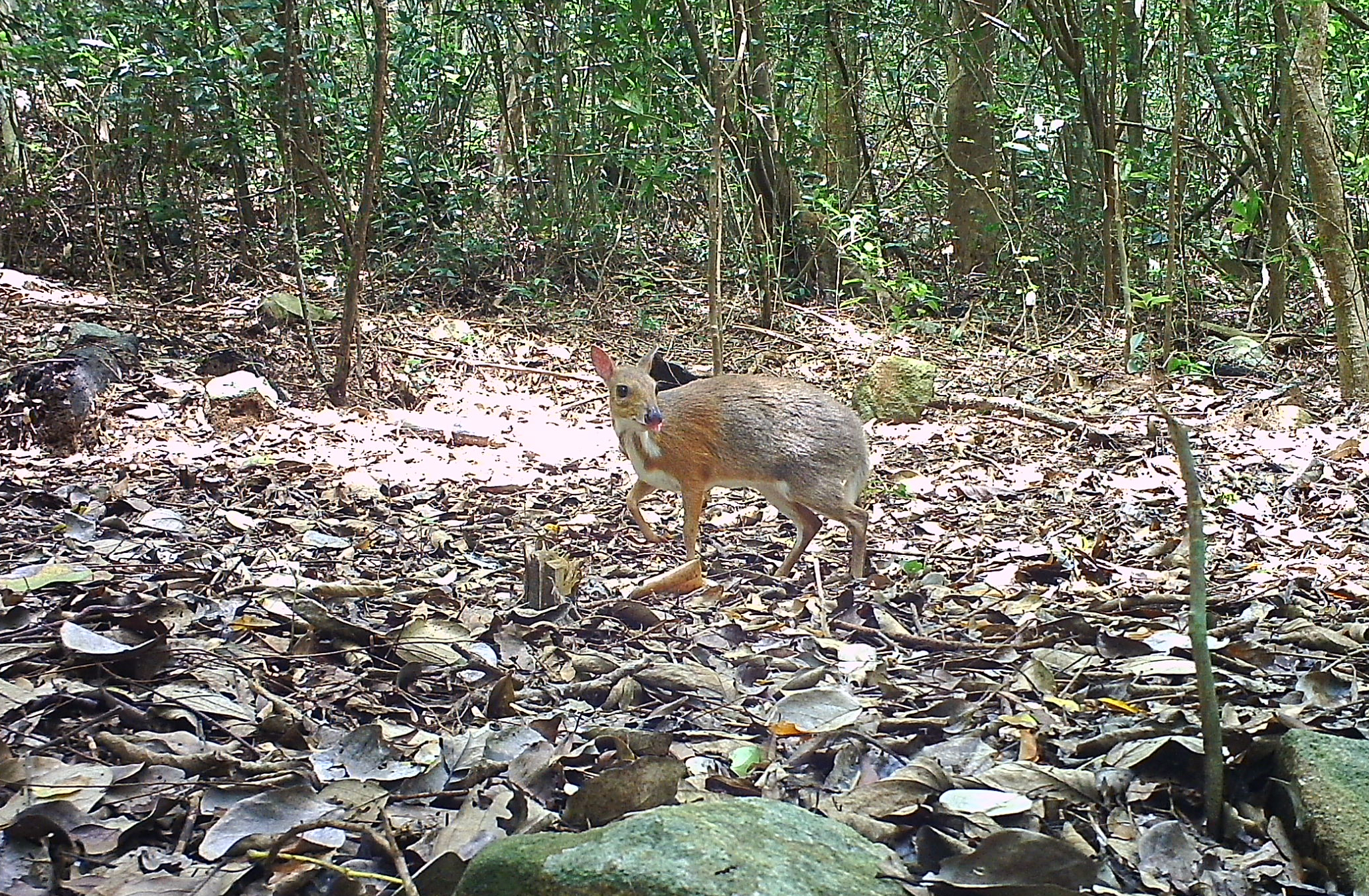 edit-cheo-cheo-lung-bac-co-ten-khoa-hoc-la-silver-backed-chevrotain-duoc-ghi-nhan-xuat-hien-tai-vqg-nui-chua-17861655599321637789463 Khám Phá Các Loài Động Vật Quý Hiếm Tại Rừng Khánh Hòa- Ảnh 1.
