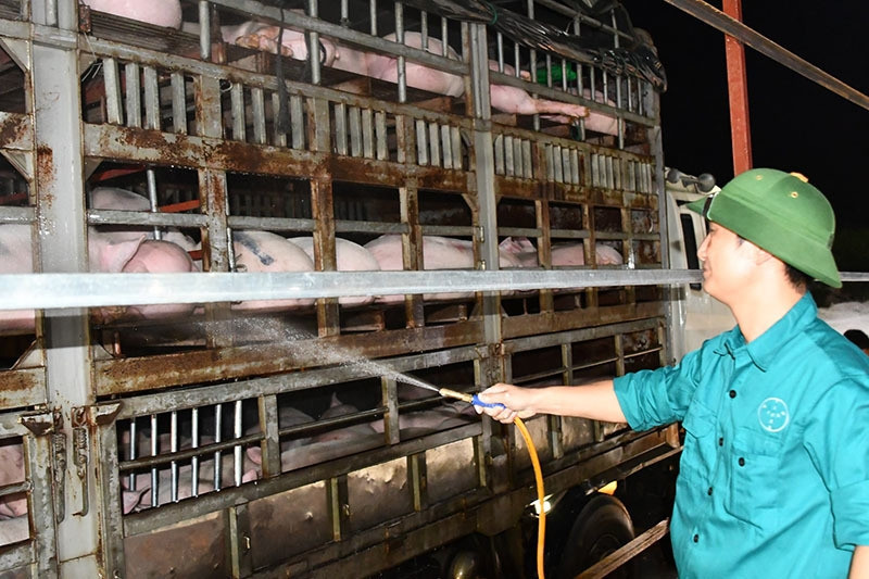 Chiến Lược Của Hà Nội Trong Kiểm Soát Dịch Bệnh Động Vật và Gia Cầm
