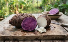 Hệ tiêu hóa ở trẻ: nền tảng dinh dưỡng, miễn dịch và phát triển nhận thức