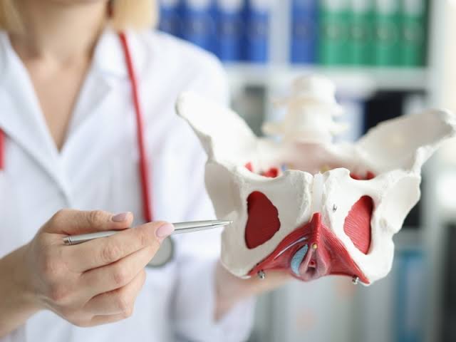 Cơ sàn chậu đóng vai trò quan trọng trong sức khỏe. Cơ sàn chậu đóng vai trò quan trọng trong sức khỏe. Ảnh: Palermophysio.