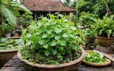 Khám Phá Lợi Ích Của Cơ Đùi Trong Việc Duy Trì Sức Khỏe Lâu Dài