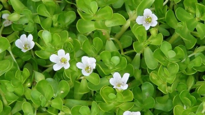 Rau đắng biển, vị thuốc hỗ trợ tăng cường trí nhớ và chức năng nhận thức - Ảnh 1.