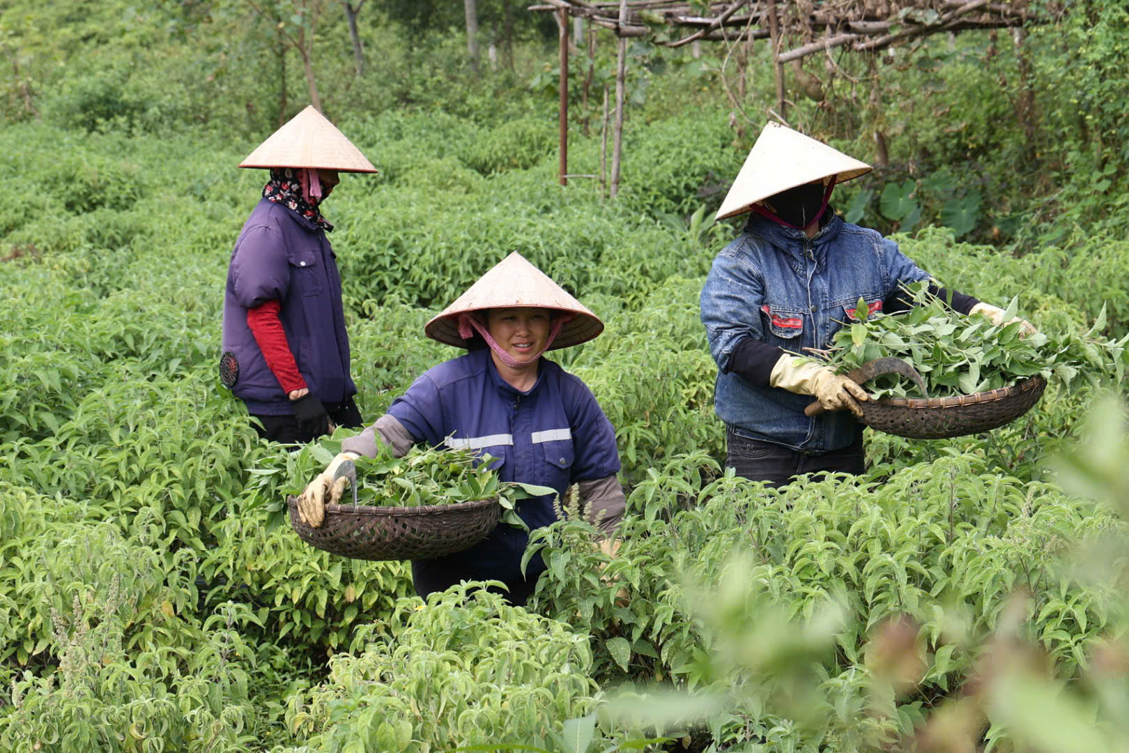 thu-hai-duoc-lieu-1786503264894868473178 Làng cổ Sinh Dược: Giữ nghề thuốc Nam và phát triển bền vững - Ảnh 1.