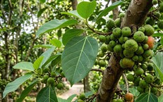 9 Chiến Lược Giúp Cải Thiện Giấc Ngủ và Sức Khỏe Não Bộ